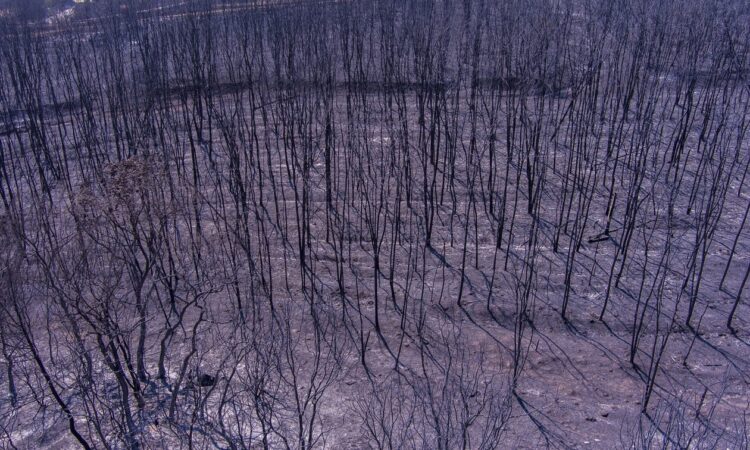 Φωτιά στον Έβρο: Τι περιλαμβάνει η βοήθεια στους πληγέντες – Ενισχύεται η Πολιτική Προστασία