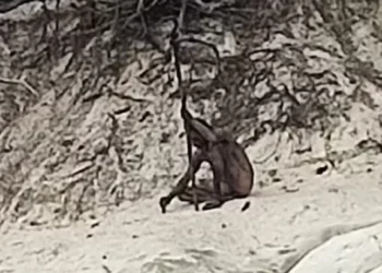 Μυστηριώδης «λυκάνθρωπος» εντοπίστηκε σε δάσος της Γερμανίας -Γυμνός, καλυμμένος με λάσπη