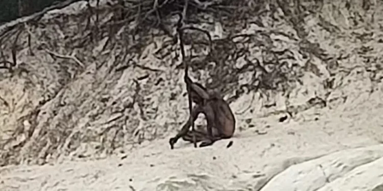 Μυστηριώδης «λυκάνθρωπος» εντοπίστηκε σε δάσος της Γερμανίας -Γυμνός, καλυμμένος με λάσπη