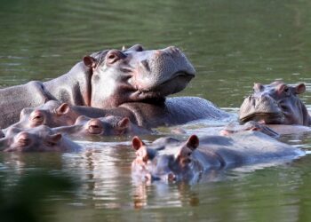 Οι ιπποπόταμοι του Pablo Escobar εξακολουθούν να καταστρέφουν το περιβάλλον