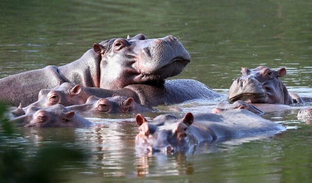 Οι ιπποπόταμοι του Pablo Escobar εξακολουθούν να καταστρέφουν το περιβάλλον