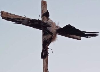 Κτηνωδία στην Πάρο: Σταύρωσαν κοράκι και το άφησαν σε δημόσια θέα – Σκληρές εικόνες