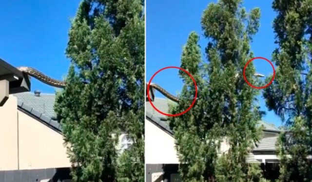Αυστραλία: Τρομακτικό βίντεο με πύθωνα 5 μέτρων να κάνει… βόλτα στη στέγη σπιτιού