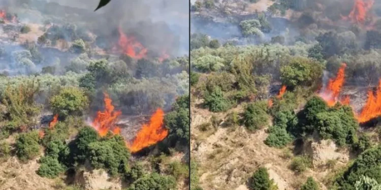 Σέρρες: Καλύτερη εικόνα της φωτιάς στο Βαμβακόφυτο – Παραμένουν οι ισχυρές δυνάμεις (φωτογραφίες)