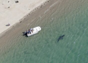 Στο νοσοκομείο γυναίκα μετά από επίθεση καρχαρία