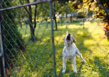 Εύβοια: Σκύλος δάγκωσε 90χρονη στον λαιμό και στο χέρι – Συνελήφθη ο γιος της
