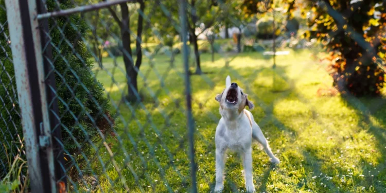 Εύβοια: Σκύλος δάγκωσε 90χρονη στον λαιμό και στο χέρι – Συνελήφθη ο γιος της