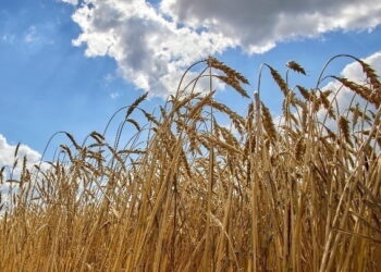 Ε.Ε: Η Ρωσία στοχεύει να δημιουργήσει νέες εξαρτήσεις με φθηνά σιτηρά