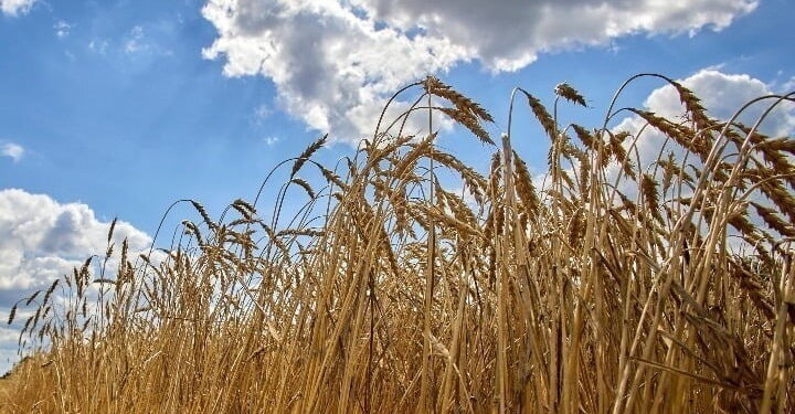 Ε.Ε: Η Ρωσία στοχεύει να δημιουργήσει νέες εξαρτήσεις με φθηνά σιτηρά