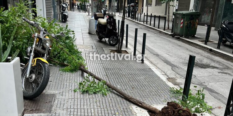 Θεσσαλονίκη: Μέθυσε και ξερίζωσε δέντρο στο κέντρο της πόλης (φωτο)