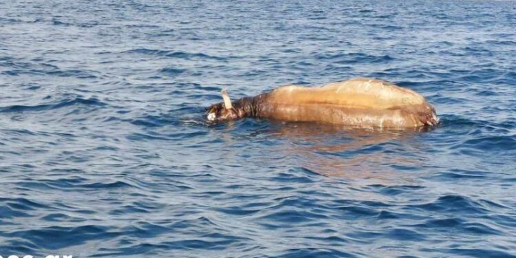 Θεσσαλονίκη: Νεκρή αγελάδα επιπλέει στο Θερμαϊκό (Βίντεο)