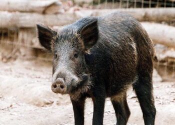 Eύβοια: Σκόρπισαν τον πανικό τα 10 αγριογούρουνα που βολτάρουν στους δρόμους