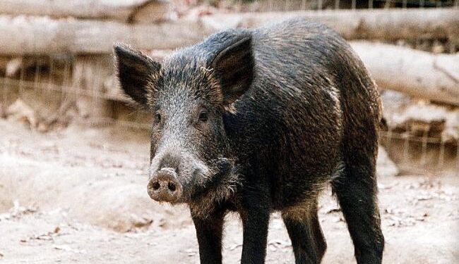 Eύβοια: Σκόρπισαν τον πανικό τα 10 αγριογούρουνα που βολτάρουν στους δρόμους