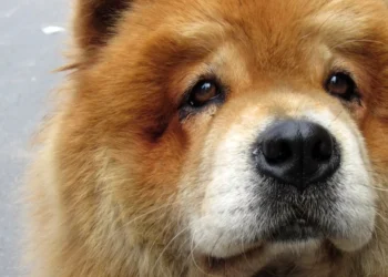 Κρήτη: Εριξαν καυστικό υγρό σε πλάτη σκύλου, τού προκάλεσαν τεράστιο έγκαυμα