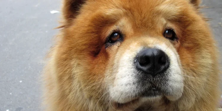 Κρήτη: Εριξαν καυστικό υγρό σε πλάτη σκύλου, τού προκάλεσαν τεράστιο έγκαυμα