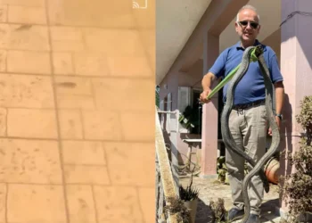 Φίδι 2,5 μέτρων στον Παλαμά, ενώ ψάρια κολυμπούν στα… πεζοδρόμια της Γιάννουλης στη Λάρισα