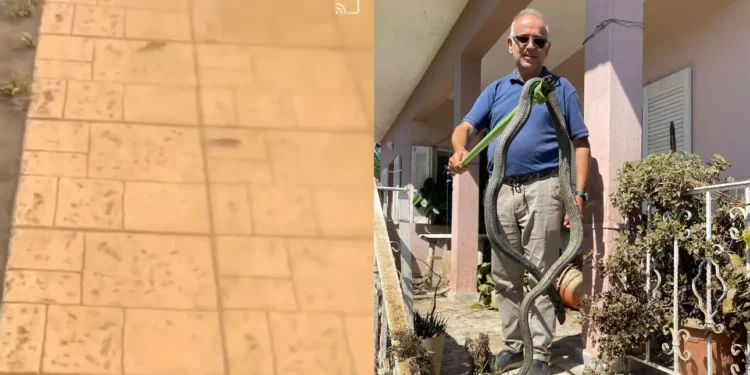 Φίδι 2,5 μέτρων στον Παλαμά, ενώ ψάρια κολυμπούν στα… πεζοδρόμια της Γιάννουλης στη Λάρισα