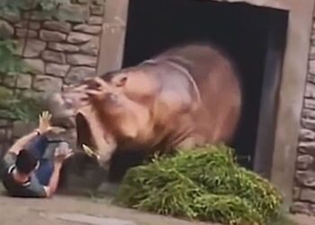 Αγριεμένος ιπποπόταμος επιτέθηκε σε φύλακα ζωολογικού κήπου