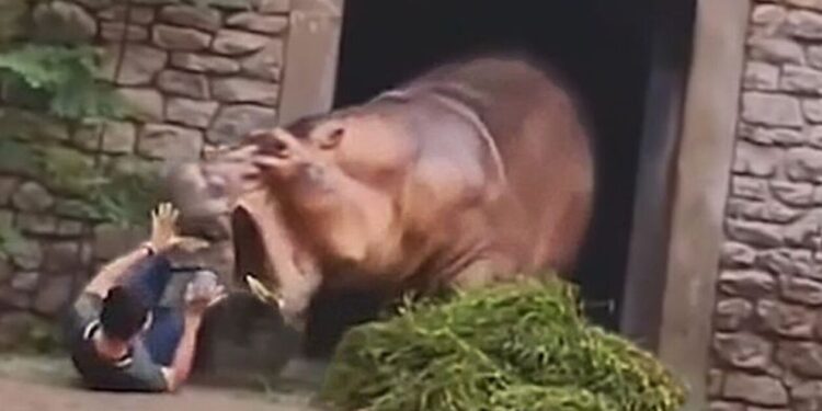 Αγριεμένος ιπποπόταμος επιτέθηκε σε φύλακα ζωολογικού κήπου