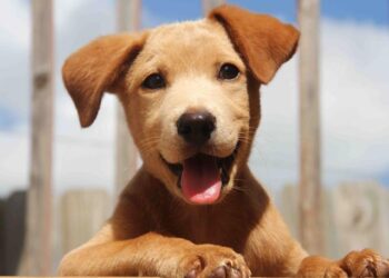 Πήρες κουτάβι; Tips για εύκολη εκπαίδευση