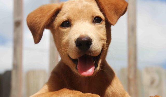 Πήρες κουτάβι; Tips για εύκολη εκπαίδευση