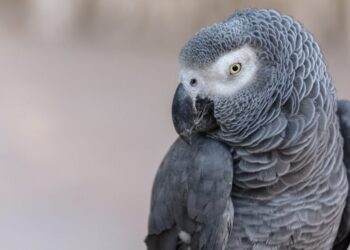 Κτηνωδία: Βασάνισαν παπαγάλο, τον έβαλαν ζωντανό σε στεγνωτήριο και του έσπασαν τον λαιμό