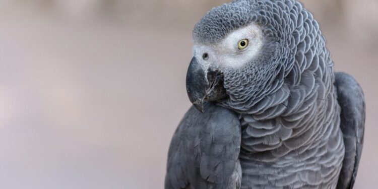 Κτηνωδία: Βασάνισαν παπαγάλο, τον έβαλαν ζωντανό σε στεγνωτήριο και του έσπασαν τον λαιμό