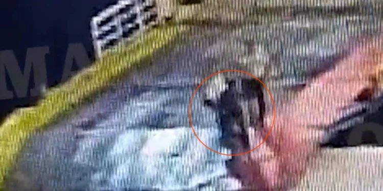 Τραγωδία στον Πειραιά: Συνελήφθησαν καπετάνιος και 3 μέλη πληρώματος του Blue Horizon για τη δολοφονία του 36χρονου