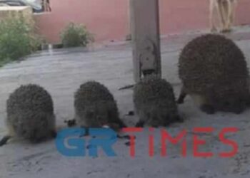 Θεσσαλονίκη: Δικογραφία σε βάρος Ρομά που σούβλισε και έψησε σκαντζόχοιρους(Εικόνες)