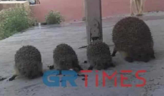 Θεσσαλονίκη: Δικογραφία σε βάρος Ρομά που σούβλισε και έψησε σκαντζόχοιρους(Εικόνες)