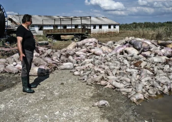 Εικόνες – σοκ από τον θεσσαλικό κάμπο – «Βουνό» τα νεκρά ζώα μετά τις πλημμύρες