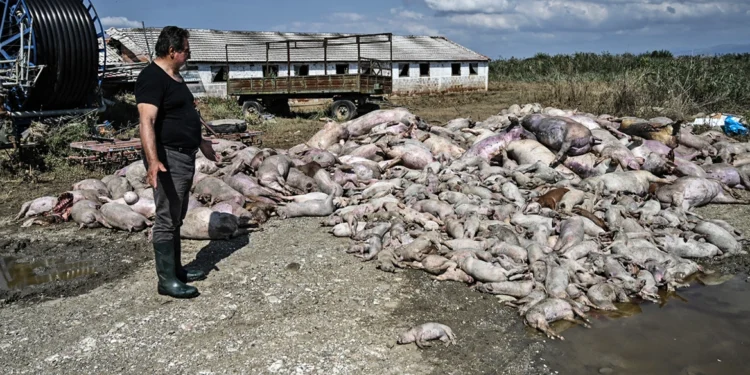 Εικόνες – σοκ από τον θεσσαλικό κάμπο – «Βουνό» τα νεκρά ζώα μετά τις πλημμύρες