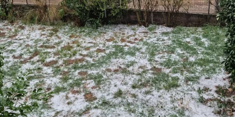 Πυκνό χαλάζι στην Ηλεία: Καταστράφηκαν καλλιέργειες, «στρώμα» οι ελιές, έπεσαν δέντρα [εικόνες]