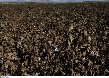 Βαμβάκι: Καταστροφή κατά 70% στην Θεσσαλία – Αποτελεί το 20% όλης της παραγωγής στην Ελλάδα