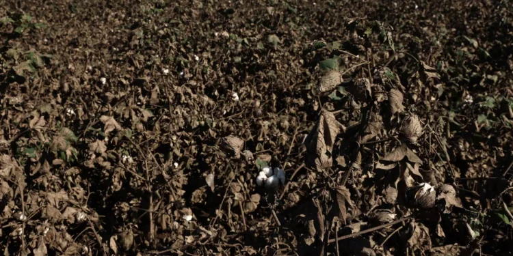 Βαμβάκι: Καταστροφή κατά 70% στην Θεσσαλία – Αποτελεί το 20% όλης της παραγωγής στην Ελλάδα