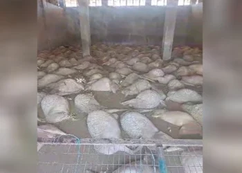 Κακοκαιρία «Daniel» – Βίντεο με σκληρές εικόνες: «Είναι το τέλος μας αυτό» – Κτηνοτρόφος αντικρίζει τα πνιγμένα πρόβατά του