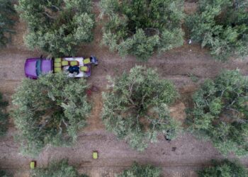 Ελαιόλαδο: Κάμερες και σεκιούριτι επιστρατεύουν οι παραγωγοί