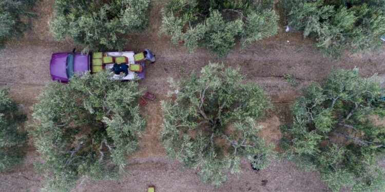 Ελαιόλαδο: Κάμερες και σεκιούριτι επιστρατεύουν οι παραγωγοί