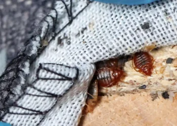 Κοριοί: Ο τριπλός συνδυασμός που έφερε την «πανδημία» στην Ευρώπη και τις ΗΠΑ από την Κίνα