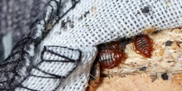 Κοριοί: Ο τριπλός συνδυασμός που έφερε την «πανδημία» στην Ευρώπη και τις ΗΠΑ από την Κίνα