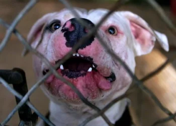 Λούτσα: Πιτ μπουλ επιτέθηκε σε 11χρονο και του τρύπησε το κρανίο με τα δόντια