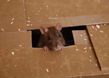 Καταγγελία – σοκ στην Καισαριανή: Αρουραίοι… σουλατσάρουν σε Δημοτικό σχολείο (εικόνες)