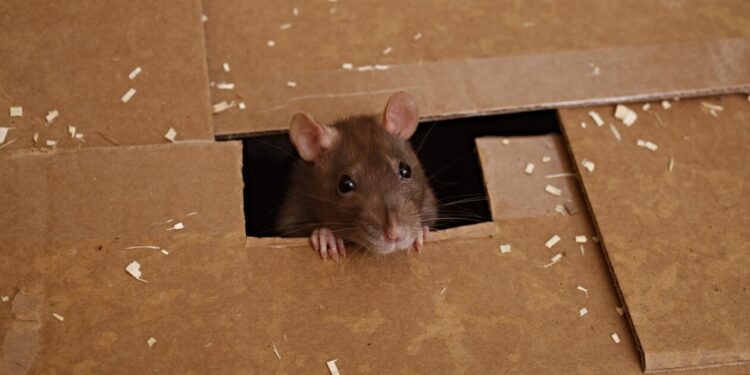 Καταγγελία – σοκ στην Καισαριανή: Αρουραίοι… σουλατσάρουν σε Δημοτικό σχολείο (εικόνες)