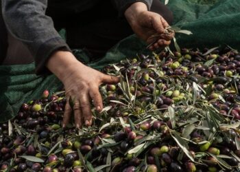 Ελαιόλαδο: Βάζουν… μικροτσίπ και σεκιούριτι σε χωράφια – Πανάκριβος ο «υγρός χρυσός»