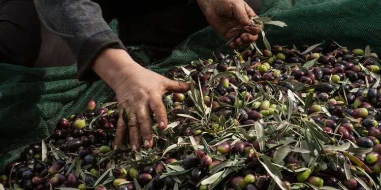 Ελαιόλαδο: Βάζουν… μικροτσίπ και σεκιούριτι σε χωράφια – Πανάκριβος ο «υγρός χρυσός»