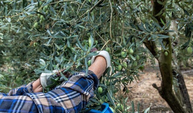 Εργάτες από όλη την Ελλάδα στην Κρήτη για το μάζεμα της ελιάς