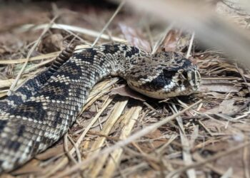 Τρίκαλα: «Λουκέτο» σε σχολείο εξαιτίας της εμφάνισης οχιών από τις πλημμύρες
