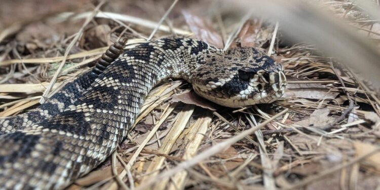 Τρίκαλα: «Λουκέτο» σε σχολείο εξαιτίας της εμφάνισης οχιών από τις πλημμύρες