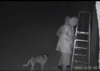 Κέρκυρα: Πετάνε από μεγάλο ύψος σκυλιά σε καταφύγιο για να τα ξεφορτωθούν