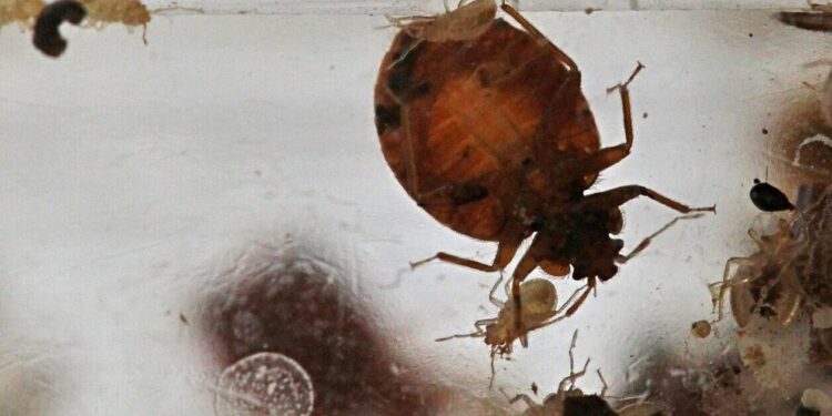 «Το τσίμπημα του κοριού προκαλεί τρόμο, αλλά δεν μεταδίδει κάτι επικίνδυνο» λέει καθηγητής ζωολογίας